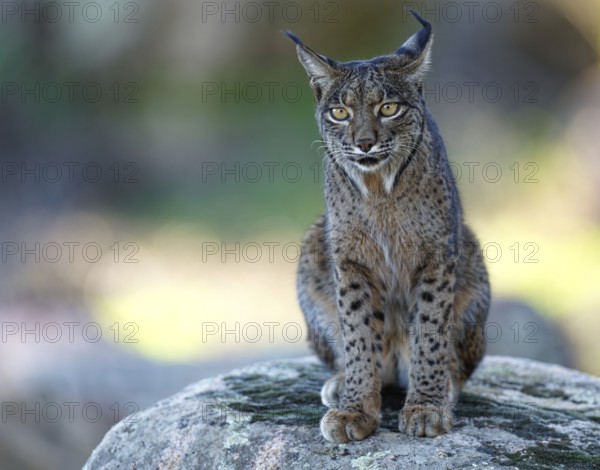 Lynx pardinus, portrait, morning light, forest, Andalusia Spain