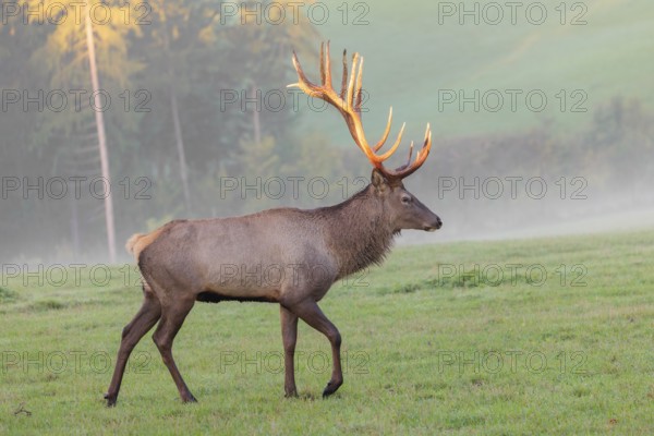 An Altai maral stag, Altai wapiti or Altai elk (Cervus canadensis sibiricus) crosses a meadow in