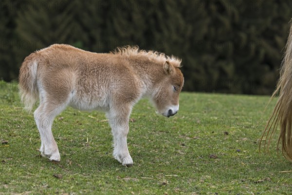 Falabella foal, The Falabella (Equus ferus caballus) is the smallest horse at all