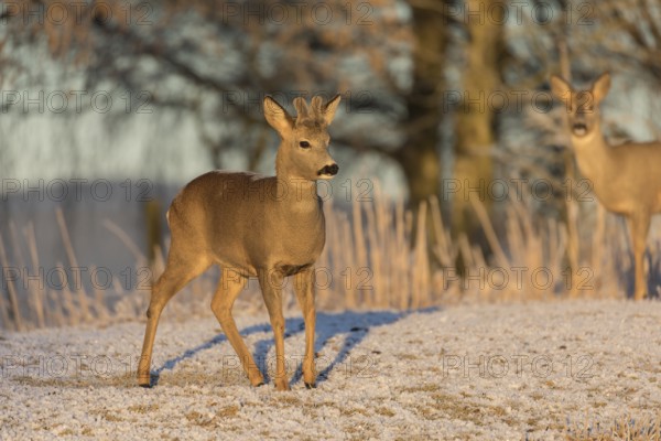 Roe deer on hoar frosted meadow at minus 15 °C at sunrise. Trees and dead stinging nettle in