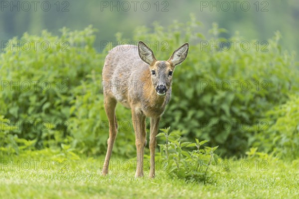 One female Roe Deer, (Capreolus capreolus), walking thru a thicket of stinging nettle in late