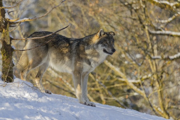 An adult male grey wolf (Canis lupus lupus) stands on a sloping, snow-covered meadow at the edge of