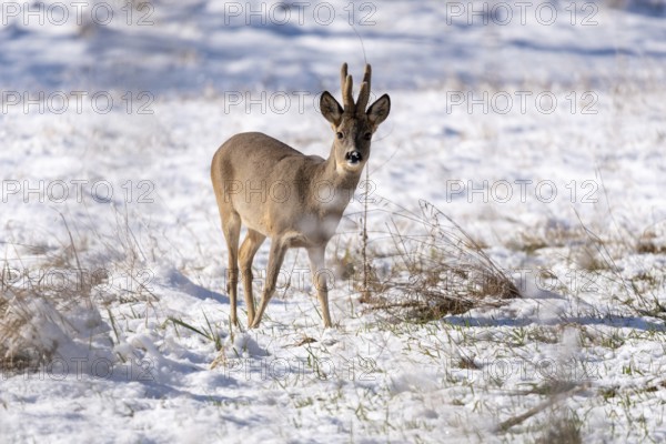 A roebuck stands attentively in the snow on a grassy hill, antlers with velvet, Rotehorn City Park,