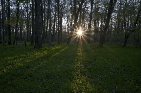 Beech forest in spring, with sun star, morning, Bottrop, Ruhr area, North Rhine-Westphalia,