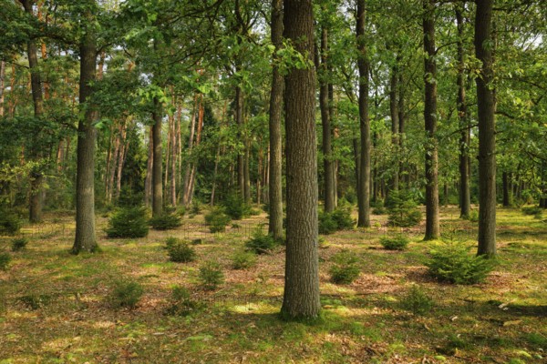 Oak and pine forest in the Lüneburg Heath, Lower Saxony, Germany, Europe