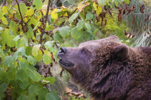 An adult female brown bear (Ursus arctos arctos) eating leaves from a birch tree