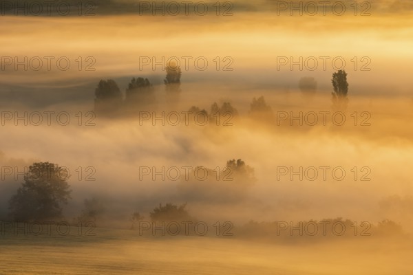 Morning fog at sunrise shines in the first light, trees rise out of the fog, Unstruttal, Freyburg