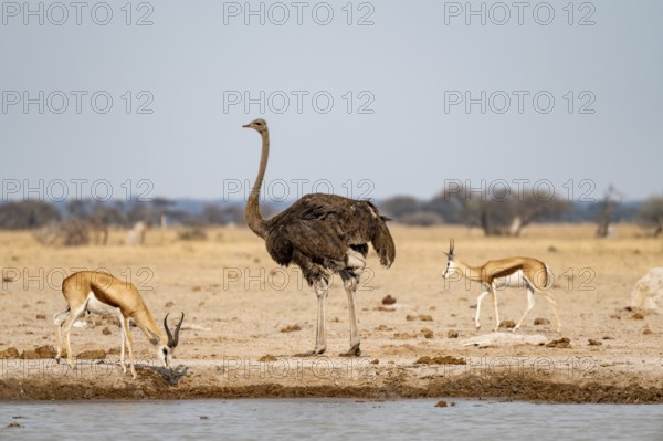 Common ostrich (Struthio camelus), adult female, at the waterhole, Nxai Pan National Park,