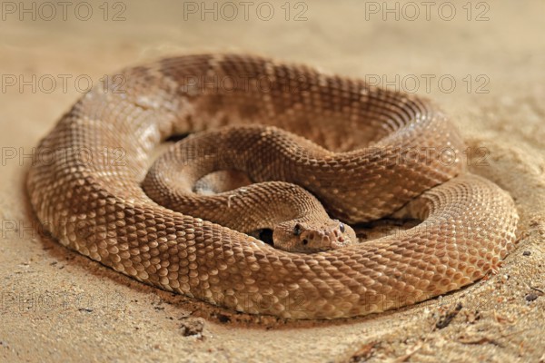 Red diamond rattlesnake (Crotalus ruber), adult, on ground, warming up, sunbathing, alert,