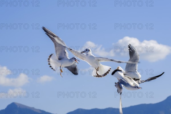 Limenas, Thassos, Greece - Seagulls accompany the Thassos Sea Lines ferry to Limenas. The capital