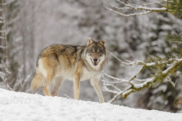An adult male grey wolf (Canis lupus lupus) stands on a sloping, snow-covered meadow on a cold,