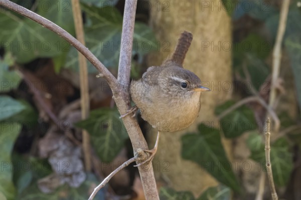 A wren (Troglodytes troglodytes) sits gracefully on a branch against a natural background, Hesse,