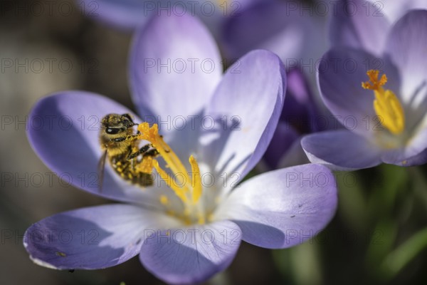Elfin crocus (Crocus tommasinianus) with honey bee (Apis mellifera), Emsland, Lower Saxony,