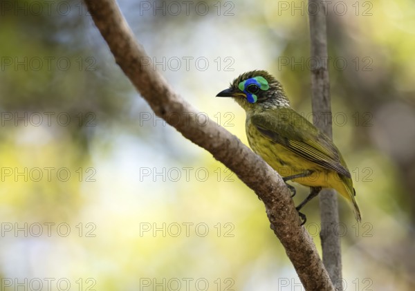 Yellow-bellied jala (Philipitta schlegelii) in the dry forests of Tsingy de Bemaraha National Park