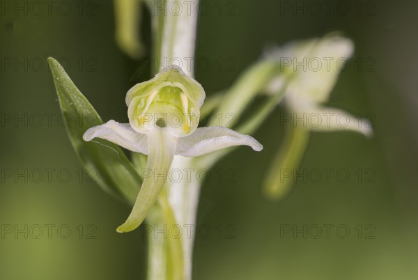 Greater butterfly-orchid (Platanthera chloranta), Orchid of the Year 2025, Hesse, Germany, Europe