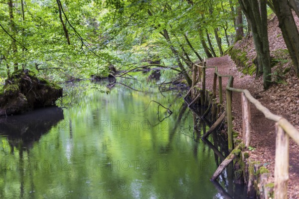 Schlaube in the romantic Schlaubetal valley, Oder-Spree district, Brandenburg, Germany, Europe