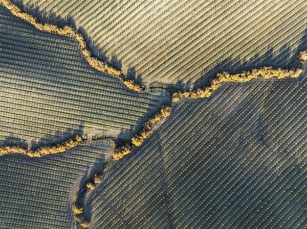 Cultivated almond trees (Prunus dulcis) and streams with riverine vegetation in the Campiña