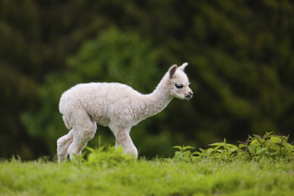 One young Alpaca (Vicugna pacos) stands on a fresh green meadow . A green forest in the distant