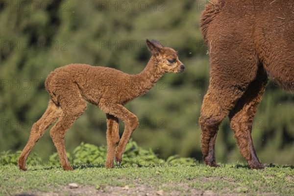 Brown female Alpaca (Vicugna pacos) with her newborn standing in green grass, with a green forest