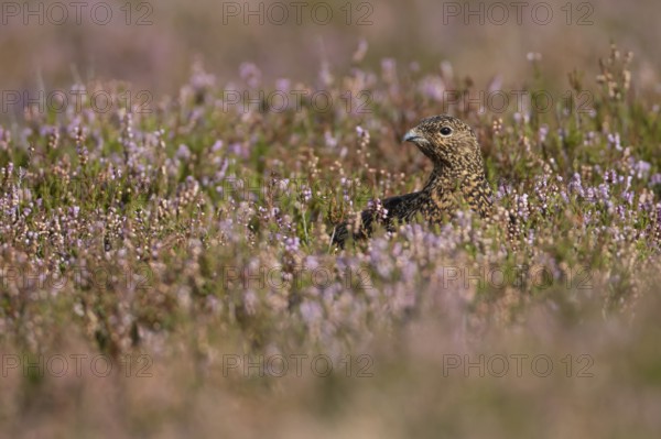 Red grouse (Lagopus lagopus scotica) adult bird in flowering moorland Heather plants in summer,