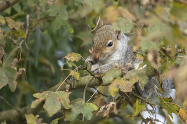 Grey squirrel (Sciurus carolinensis) adult animal feeding on seeds in a Field maple tree in the