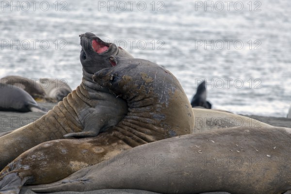 Elephant seals fighting in St Andrews Bay South Georgia Antarctica