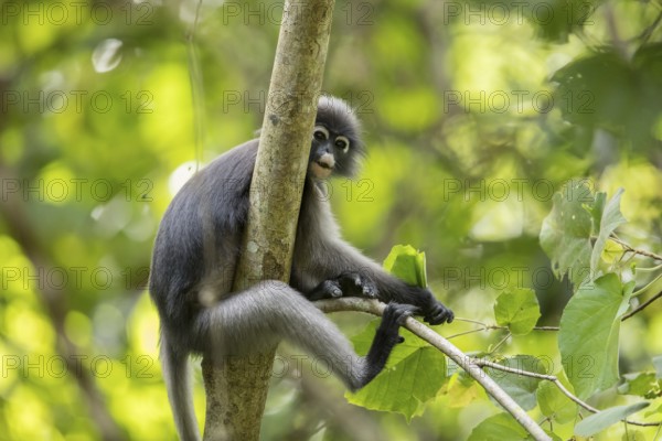 Dusky leaf monkey (Trachypithecus obscurus), Kaeng Krachan National Park, Phetchaburi Province,