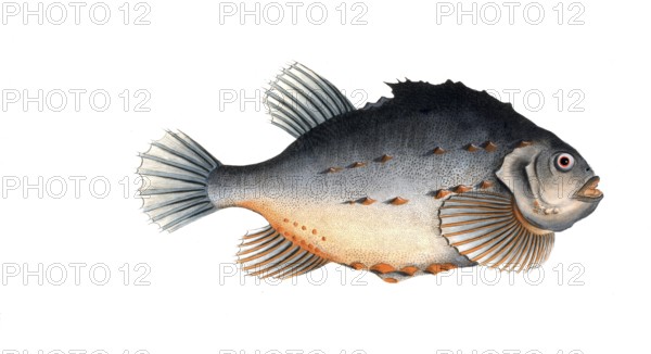 Fish, Fish, Cycloterus lumpus, Sea hare, also Lump, Lumpfish, lumpsucker or lumpfish, Historical,
