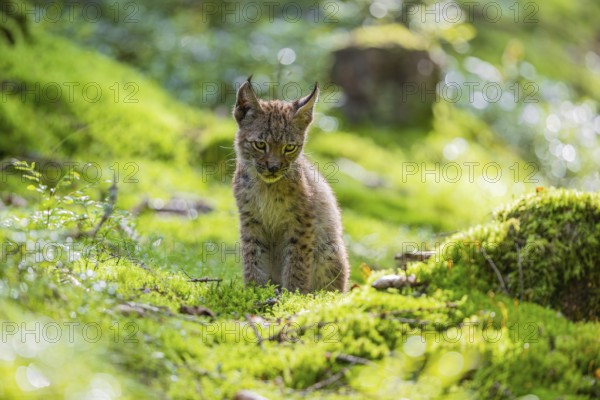 One young (10 weeks old) male Eurasian lynx, (Lynx lynx), walking over a mossy, wet forest floor.