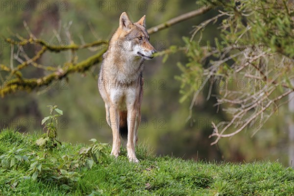 A female eurasian grey wolf (Canis lupus lupus) stands on green meadow on top of a hill