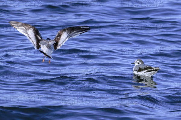 Two little gulls (Hydrocoloeus minutus, Larus minutus) in first-winter plumage swimming and flying