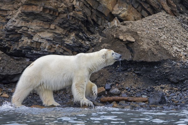 Lone polar bear (Ursus maritimus) foraging along the water's edge at base of sea cliff along the