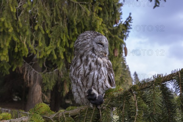 One tawny owl or brown owl (Strix aluco) sitting on a branch of a spruce tree, feeding on a mouse