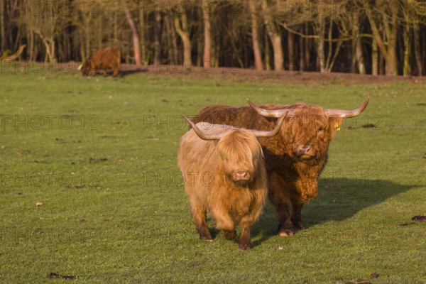 One Highland bull and a cow (Bos (primigenius) taurus) walk over a pasture