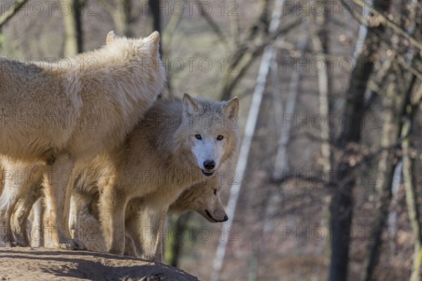 Three Arctic wolves (Canis lupus arctos) standing on a rock on a sunny day. A leafless forest in