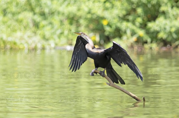 Oriental Darter or Indian Darter (Anhinga melanogaster) on a trunk with outstretched wings at the