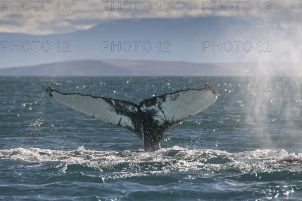 Whale fluke rising from the water against a mountain backdrop, surrounded by light reflections and