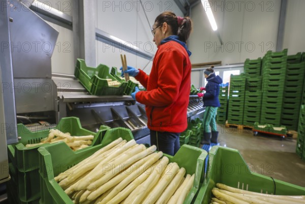 Wesel, North Rhine-Westphalia, Germany, harvest workers from Eastern Europe wash and sort the