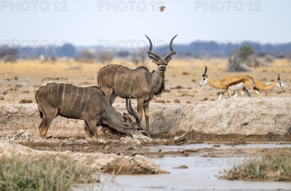 Greater kudu (Tragelaphus strepsiceros), two adult males drinking at a waterhole, Nxai Pan National