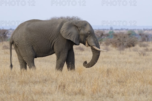African bush elephant (Loxodonta africana), adult male feeding on dry grass, foraging, savanna,