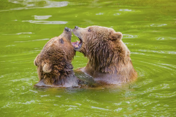 A big Eurasian brown bear (Ursus arctos arctos) sow fighting with a small young male in a pond