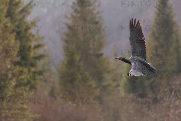 A Northern Bald Ibis, Hermit Ibis (Geronticus eremita) in flight in natural surroundings