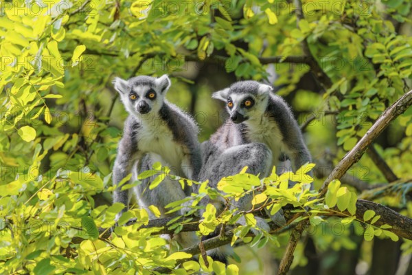 Two ring-tailed lemurs (Lemur catta) sit high up in a tree on a branch between fresh green leaves