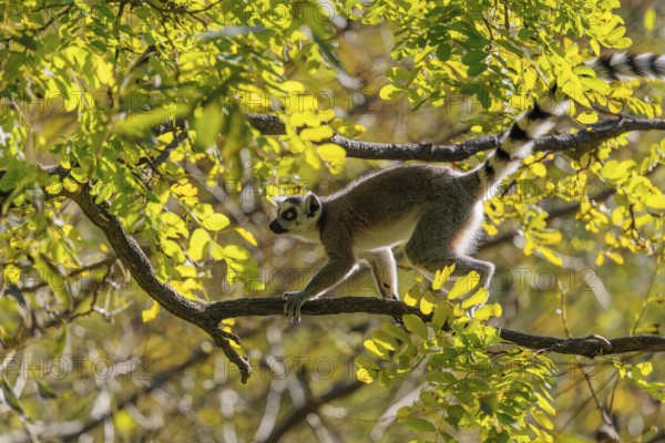 A ring-tailed lemur (Lemur catta) climbs high up in a tree on a branch surrounded by fresh green