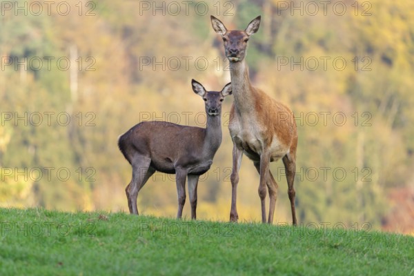 An adult red deer hind (Cervus elaphus) and a calf are standing in a meadow in the beautiful