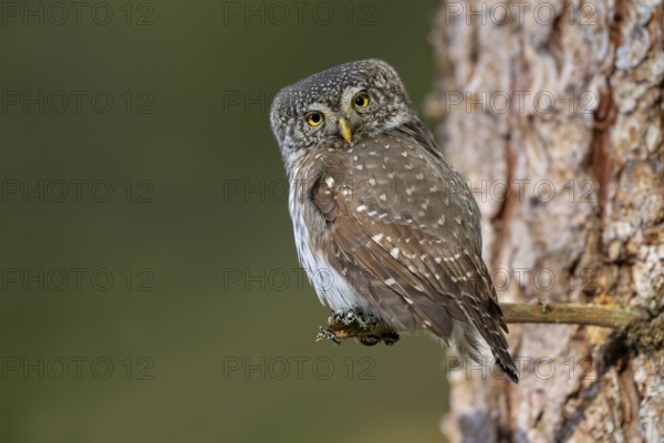 Pygmy Owl (Glaucicium passerinum), sitting on the branch of a tree, Pirchner Ast, Schwaz, Tyrol,