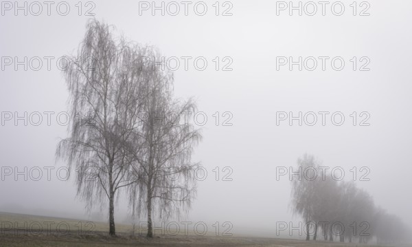 Landscape photography, fog in January, Berlin Lübars, Germany, Europe