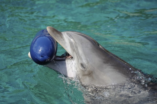 Dolphin with a blue toy in the water, Bottlenose dolphin (Tursiops truncatus), captive