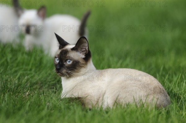 Siamese cat sitting alertly on a green meadow, kitten in the background, domestic cat (Felis
