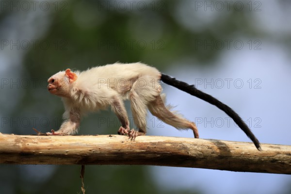 Silver marmoset (Mico argentatus, Syn.: Callithrix argentata), silver marmoset, adult, tree trunk,
